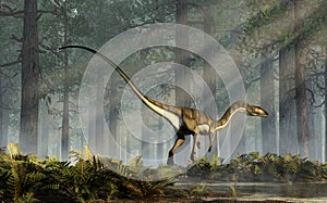 Coelophysis Prowling a Forest photo