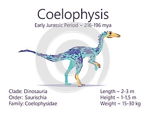Coelophysis. Theropoda dinosaur. Colorful vector illustration of prehistoric creature coelophysis and description of