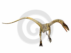 Coelophysis Dinosaur Tail photo