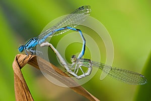 Coenagrion puella aka azure damselfly mating on the dry leaf above the pond.