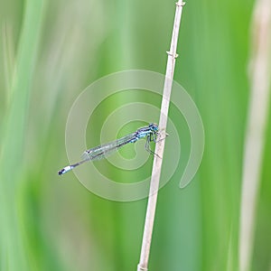 Azure Damselfly / Coenagrion puella