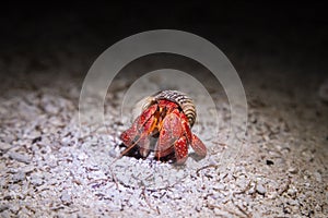 Coenobita perlatus - Strawberry Hermit Crab