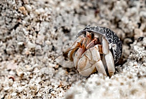 Coenobita rugosus, also called Hermit Crab, peeping from shell, to observe surroundings through its antennae.