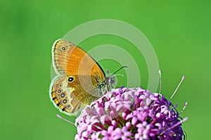 Coenonympha arcania , The pearly heath butterfly on pink flower , butterflies of Iran