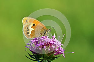 Coenonympha arcania , The pearly heath butterfly on pink flower , butterflies of Iran