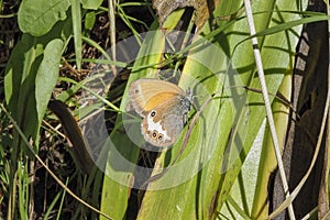 Coenonympha arcania, the pearly heath, is a butterfly species belonging to the family Nymphalidae