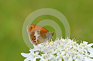 Coenonympha arcania , The pearly heath butterfly on white flower , butterflies of Iran