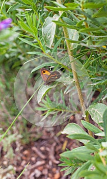 Coenonympha Butterfly on flowerless plant.