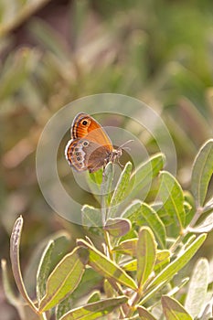 Coenonympha corinna elbana butterfly seen on a olive branch