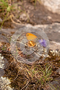 Coenonympha corinna elbana butterfly seen on sheep`s-bit blossom at butterfly sanctuary trail santuario delle farfalle, Elba