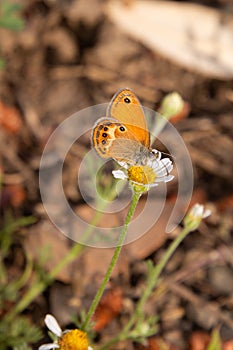 Coenonympha corinna elbana Elban heath butterfly seen on butterfly sanctuary trail santuario delle farfalle, Elba island Italy