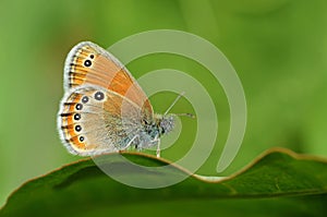 Coenonympha leander , Russian heath butterfly , butterflies of Iran photo