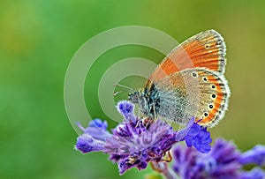 Coenonympha leander , Russian heath butterfly on blue flower , butterflies of Iran photo