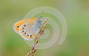 Coenonympha leander , Russian heath butterfly , butterflies of Iran photo