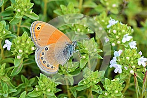 Coenonympha leander , Russian heath butterfly photo