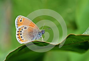 Coenonympha leander , Russian heath butterfly photo