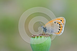 Coenonympha leander Russian heath butterfly on poppy capsule photo