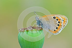 Coenonympha leander , Russian heath butterfly on poppy capsule photo
