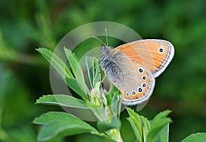 Coenonympha leander , Russian heath butterfly photo