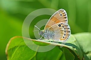 Coenonympha leander , Russian heath butterfly photo