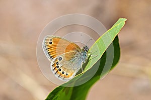 Coenonympha leander , Russian heath butterfly photo