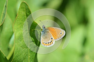 Coenonympha leander , Russian heath butterfly photo