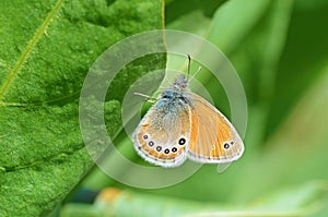 Coenonympha leander , Russian heath butterfly photo