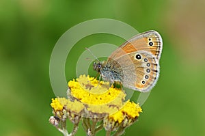 Coenonympha leander , Russian heath butterfly on yellow flower , butterflies of Iran photo