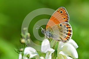 Coenonympha leander , Russian heath butterfly on white flower photo