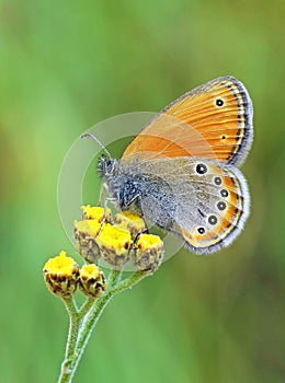 Coenonympha leander , Russian heath butterfly on yellow flower , butterflies of Iran photo