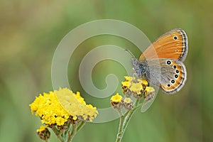 Coenonympha leander , Russian heath butterfly on yellow flower , butterflies of Iran photo