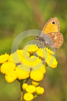 Coenonympha Pamphilus butterfly