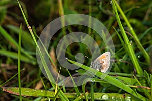 Coenonympha pamphilus