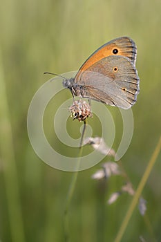 Coenonympha pamphilus Small heath, small orange and gray buttefly