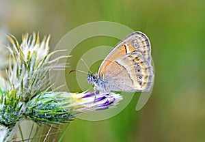 Coenonympha saadi , Persian heath butterfly