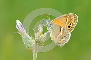 Coenonympha saadi , Persian heath butterfly , butterflies of Iran