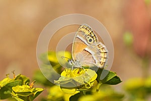Coenonympha saadi , Persian heath butterfly on flower