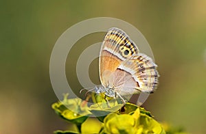 Coenonympha saadi , Persian heath butterfly on flower