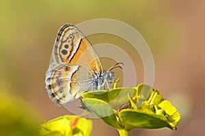 Coenonympha saadi , Persian heath butterfly on flower