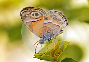 Coenonympha saadi , Persian heath butterfly on flower