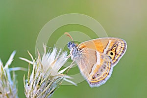 Coenonympha saadi , Persian heath butterfly on flower