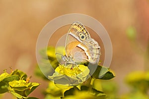 Coenonympha saadi , Persian heath butterfly on flower