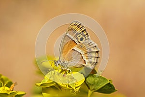 Coenonympha saadi , Persian heath butterfly on flower