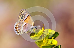 Coenonympha saadi , Persian heath butterfly on flower