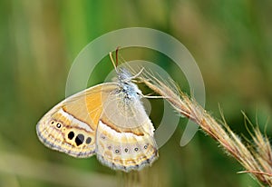 Coenonympha saadi , Persian heath butterfly on grass