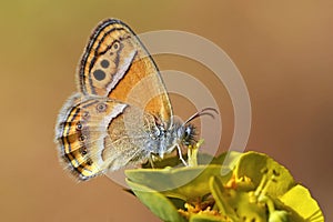 Coenonympha saadi or Persian heath butterfly nectar suckling , butterflies of Iran