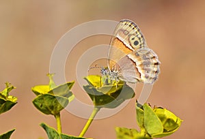 Coenonympha saadi or Persian heath butterfly suckling , butterflies of Iran