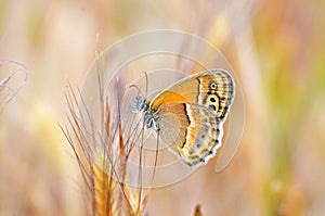 Coenonympha saadi , Persian heath butterfly wild in nature photo