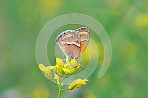 Coenonympha saadi , Persian heath butterfly on yellow flower in green bokeh background