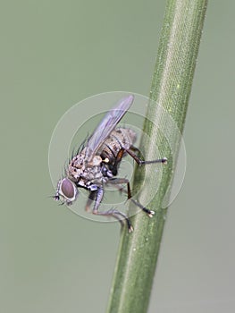 Coenosia tigrina small gray fly with dark spots perched on a reed photo